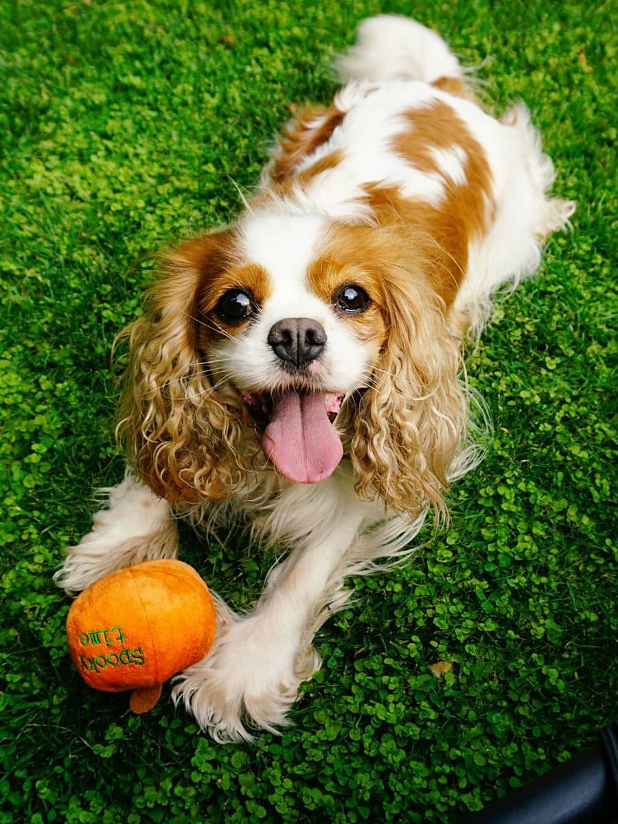 Cavalier King Charles Spaniel dog