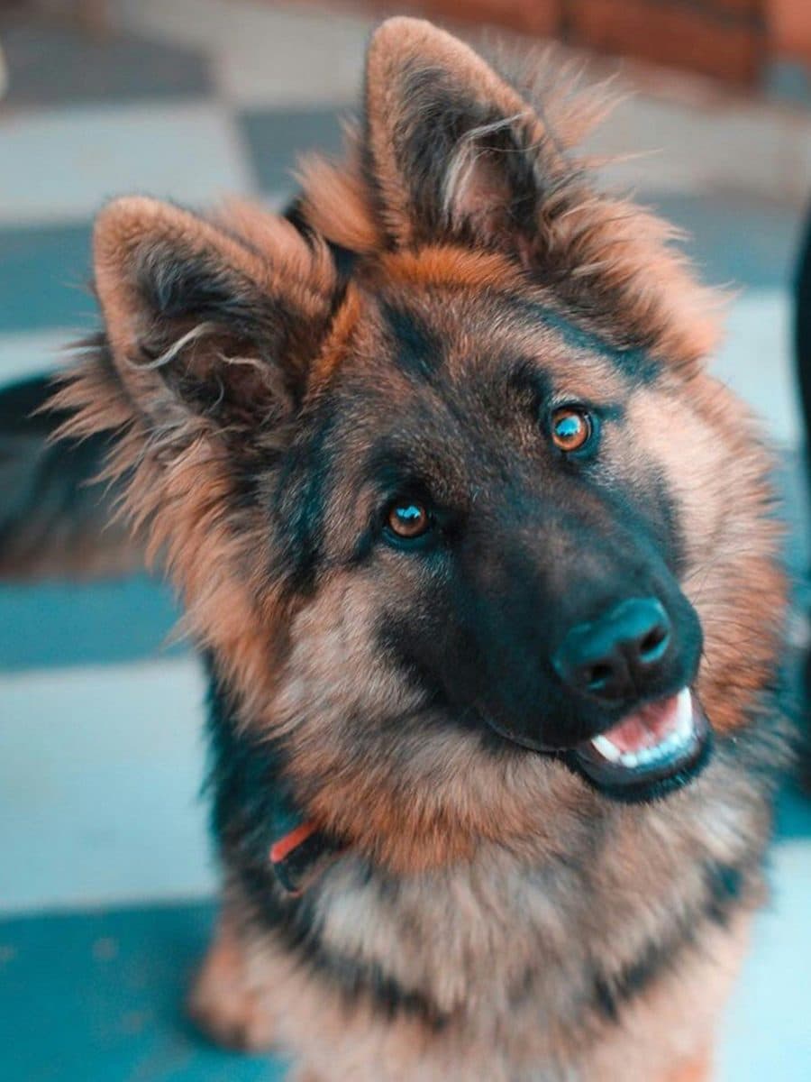 German Shepherd dog