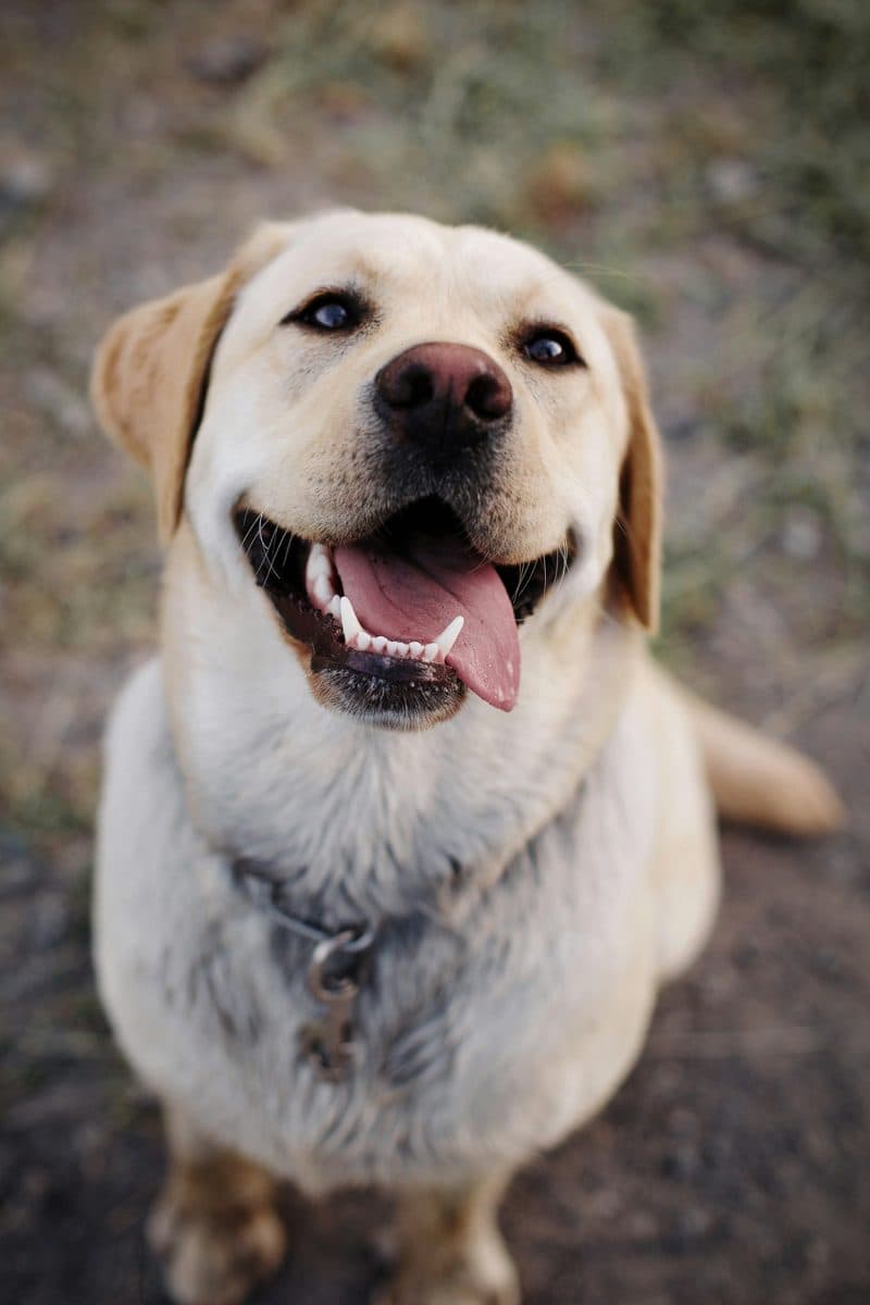 Labrador Retriever dog