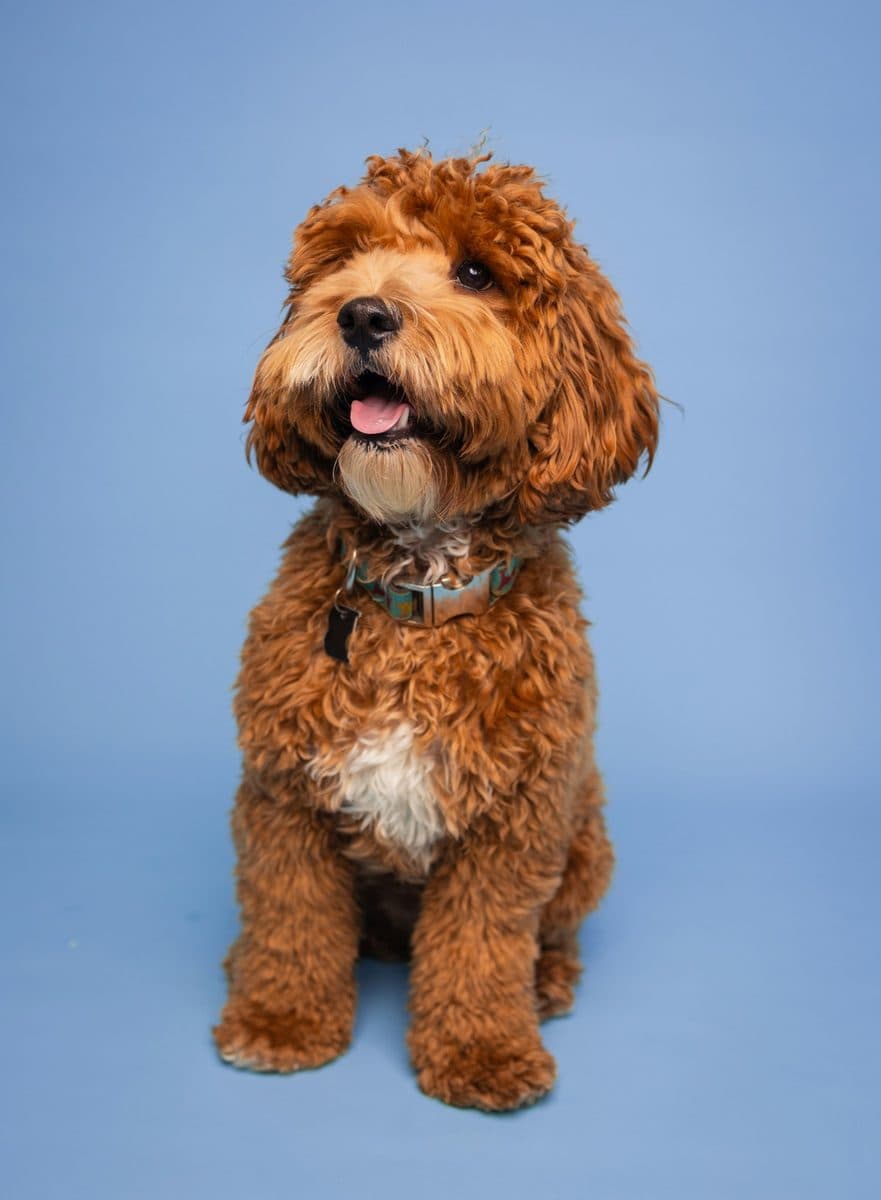 Cockapoo dog