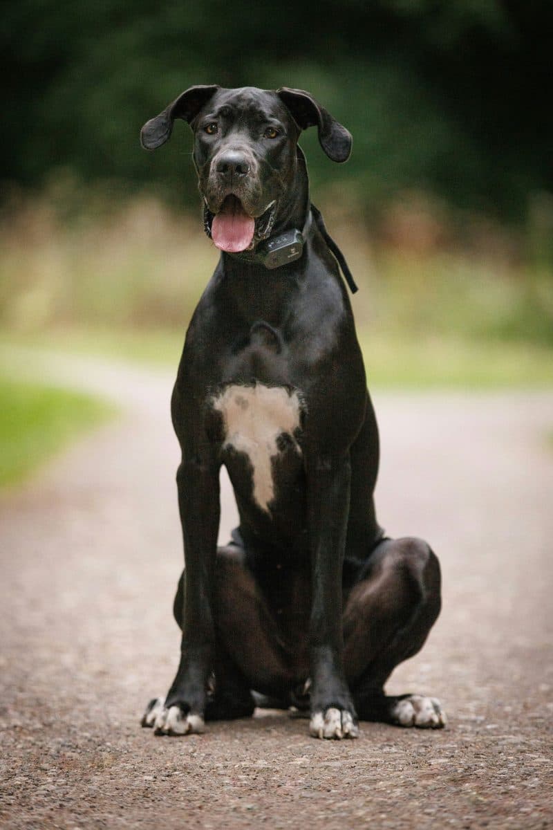 Great Dane dog